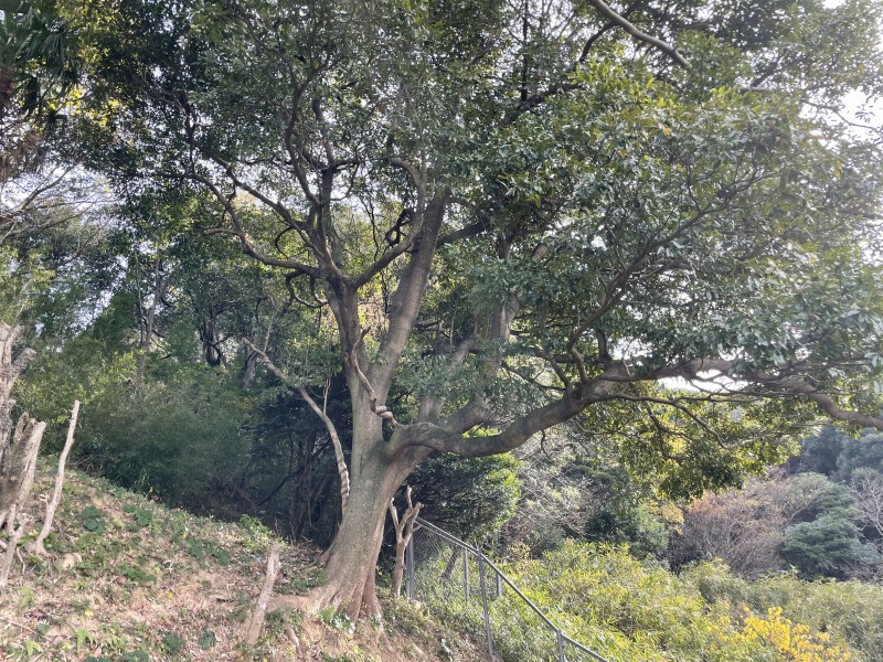 裏山、山林、山道の伐採